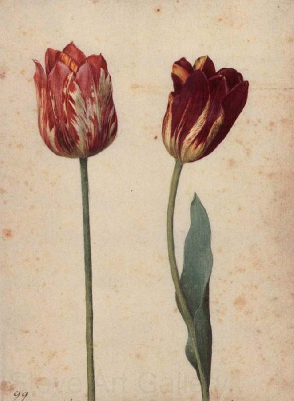 Georg Flegel Two Tulips France oil painting art
